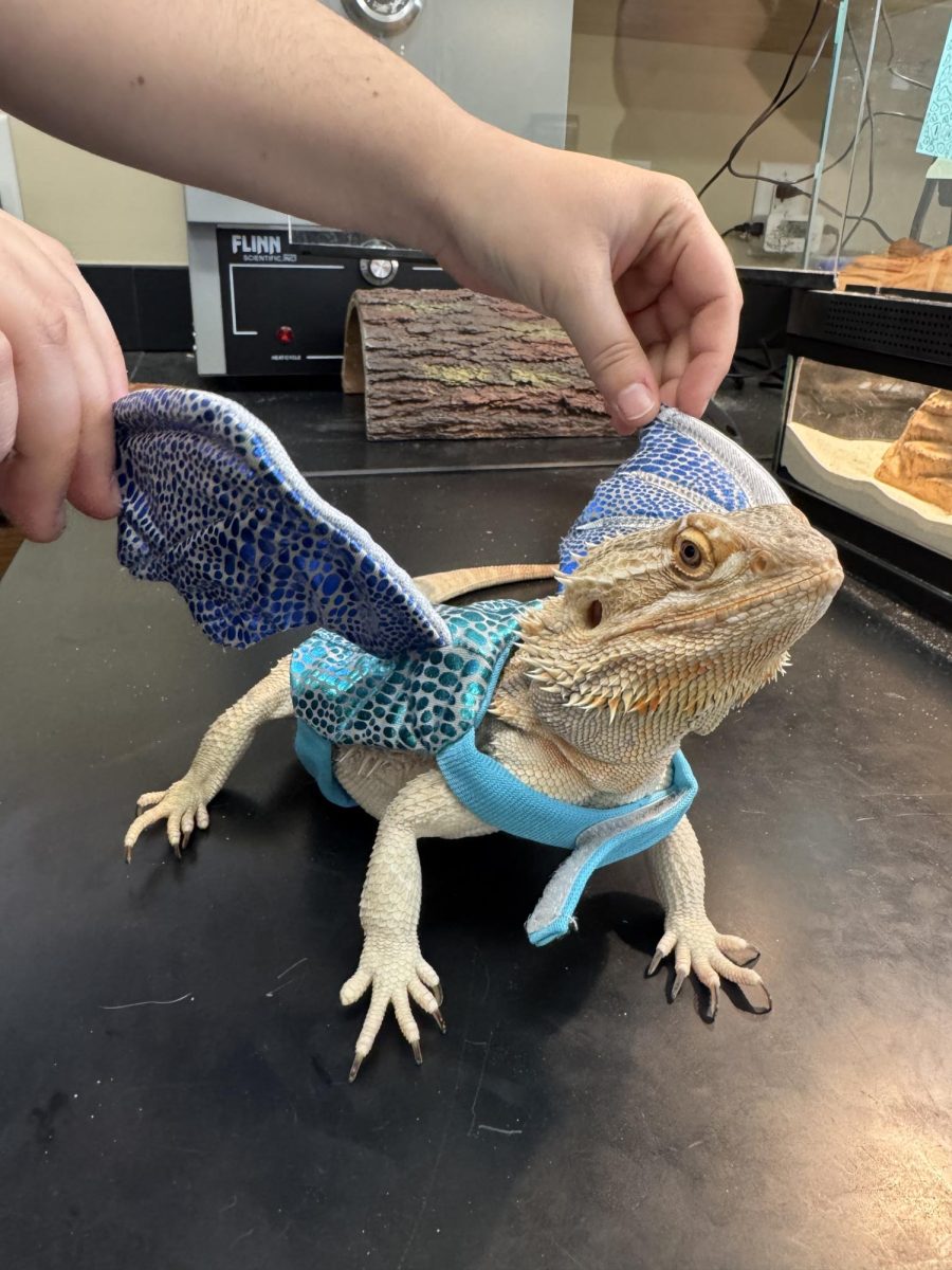 Meet Kael: Real Life Dragon in the Science Lab