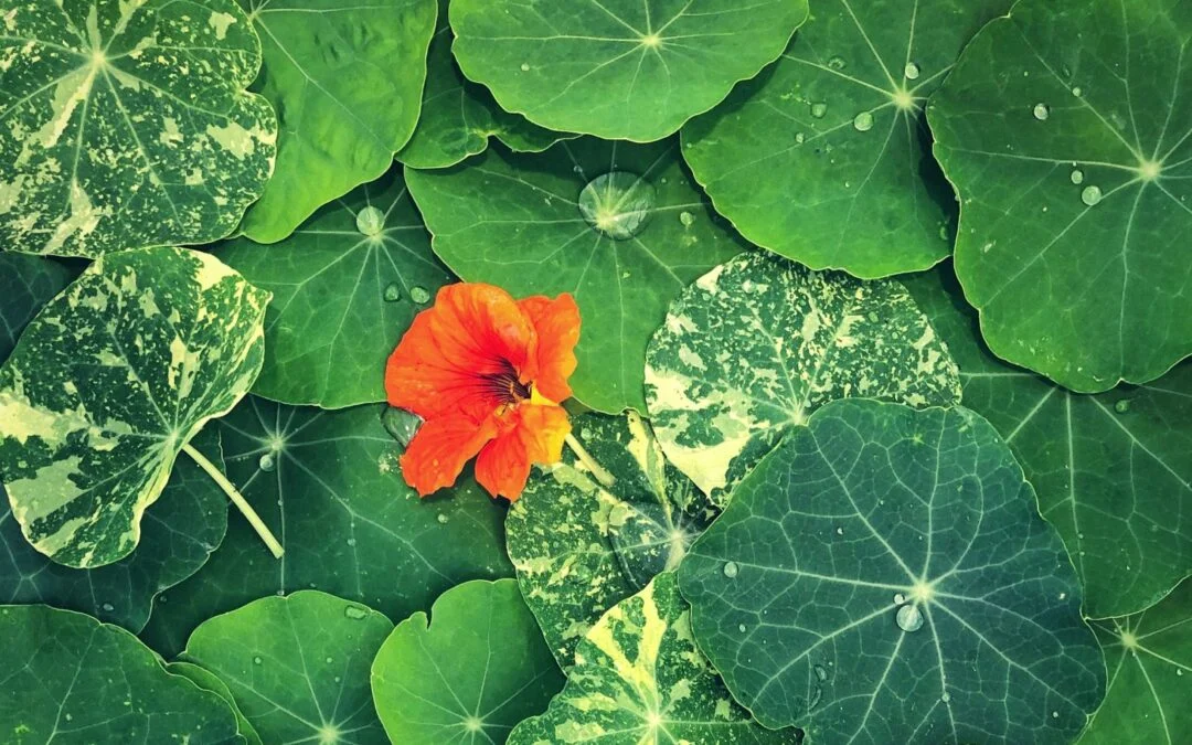 Photo from Sustainable Holly — Urban Permaculture Blog